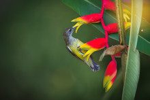 What A Sweet Fruit..Little Spiderhunter( Arachnothera Longirostra )is Sucking Nectar From Hanging Lobster Claw Flower (Heliconia Rostrata Inflorescence)