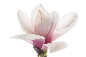 Wall Mural - Beautiful pink magnolia flower