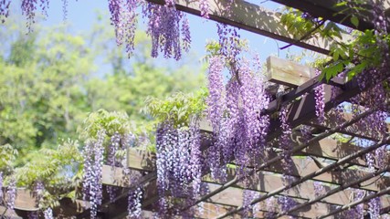 Wall Mural - Japanese wisteria flowers hanging in trellis
