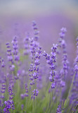 Fototapeta Lawenda - Lavender flowers bush