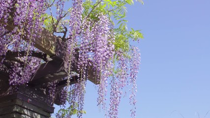 Wall Mural - Japanese wisteria flowers in blue sky
