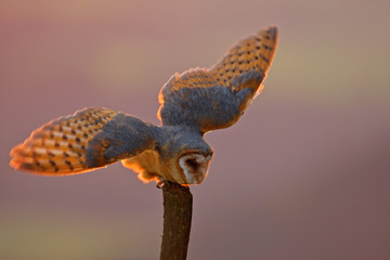 wildlife europe. evening light with landing owl. barn owl flying with spread wings on tree stump at 