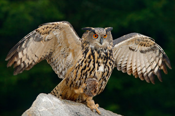 owl with catch animal. big eurasian eagle owl with kill hedgehog in talon, sitting on stone. wildlif