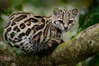 © ondrejprosicky - Wild cat from Costa Rica. Margay, Leopardis wiedii, beautiful cat sitting on the branch in the tropical forest, Central America. Wildlife scene from tropic nature. Travelling in Costa Rica.