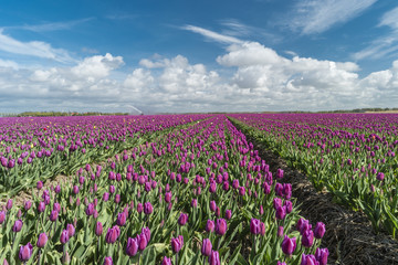 Dutch Spring Flowers beautiful tulip fields,Colorful tulips