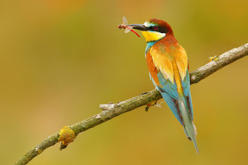 Sticker - European Bee-eater, Merops apiaster, beautiful bird sitting on the branch with dragonfly in the bill. Action bird scene in the nature habitat, Hungary. Bird with catch dragonfly. Dragonfly in the bill