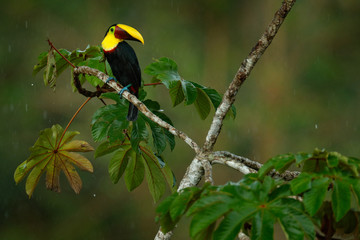 Poster - Rain in the forest. Toucan, Big beak bird Chesnut-mandibled sitting on the branch in tropical rain with green jungle background, animal in the nature habitat, Panama. Wildlife scene from nature.