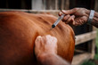 © Inti St Clair/Blend Images - Caucasian farmer injecting cow with vaccine