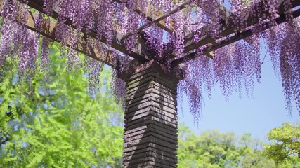 Wall Mural - Japanese wisteria flowers
