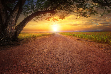 land scape of dustry road in rural scene and big rain tree plant against beautiful sunset sky use fo