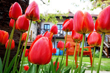 Red Tulips In The Garden With A House In The Background