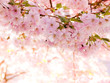 © annaia - abstrakt rosa körsbärsblommor med utrymme att lägga in egen text