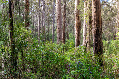 Native south Western Australia forest © Martin Capek