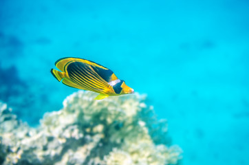 Yellow butterfly fish floating in the red sea.