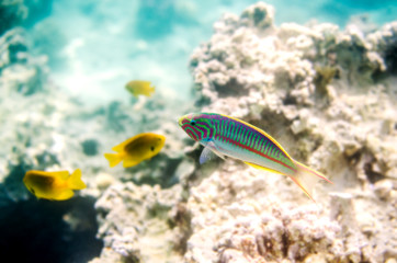 A colorful fish on the background of corals in the waters of the Red Sea in Egypt.