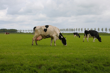 Wall Mural - Dutch cows in the meadow.