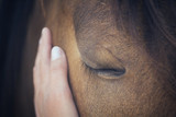 Fototapeta Konie - A female hand stroking a brown horse head - Close up portrait of a horse - Eyes shut - Tenderness and caring for animals concept