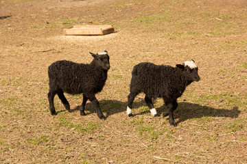 two black lambs