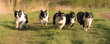 Hund rennen - Rudel Border Collies