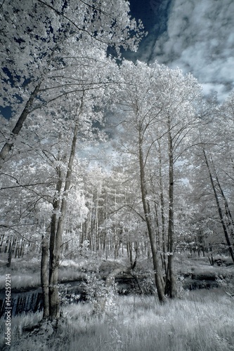 Fotomural Landscape in infrared light