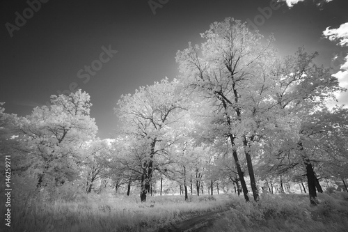 Cuadros en Lienzo Landscape in infrared light