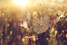 Spider Web On Blurred Golden Background With Bokeh