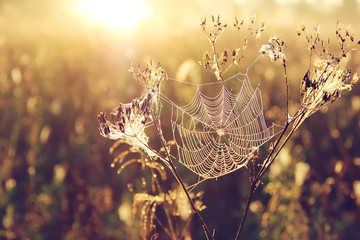 spider web on blurred golden background with bokeh