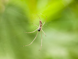 Fototapeta Tulipany - a spider hanging down close up on a web in the spring light macro