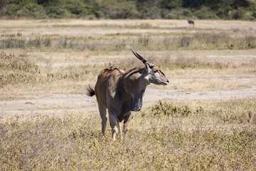 Wall Mural - Eland Antelope Tragelaphus oryx (eland) 