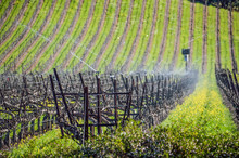 Vineyard Rows With Water Sprinklers In Napa Valley, California