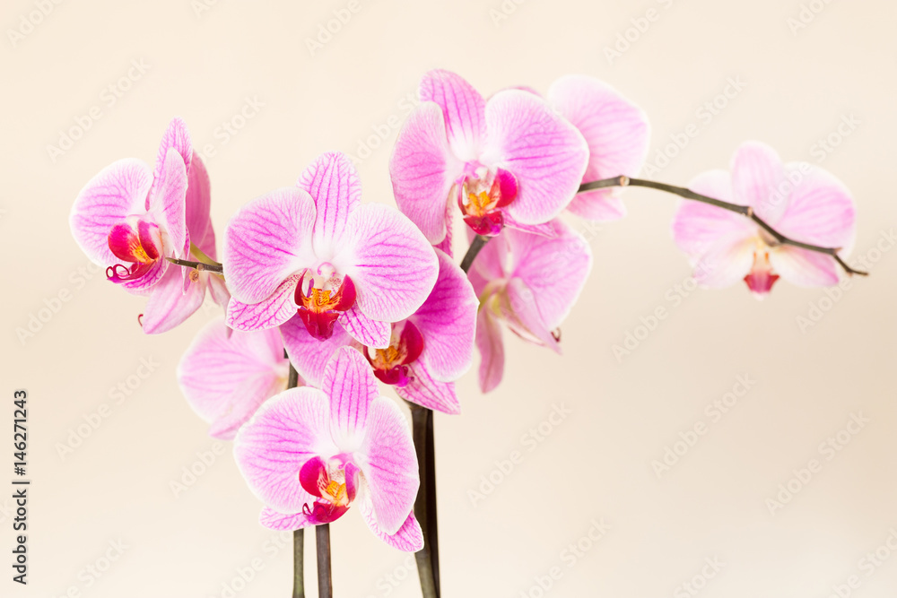 Beautiful orchid flowers on a gentle background - obrazy, fototapety, plakaty 