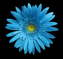 Turquoise Gerbera Flower On Black Isolated Background With Clipping Path.   Closeup.  No Shadows.  For Design.  Nature.