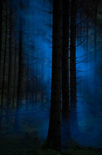 Foggy Night Forrest