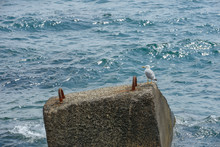 Gull Is Sitting On The Concrete Block In Sea Water.