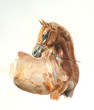 chestnut arabian horse watercolor