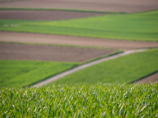 Agrarlandschaft