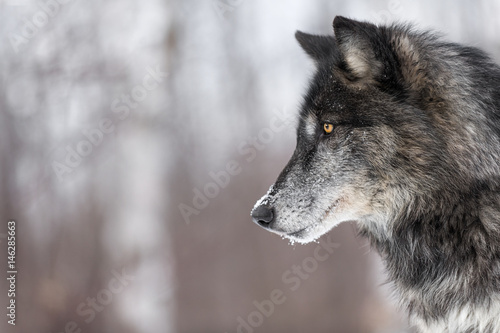 Fotografiet Black Phase Grey Wolf (Canis lupus) Profile Copy Space