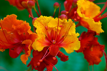 Wall Mural - Pride of Barbados