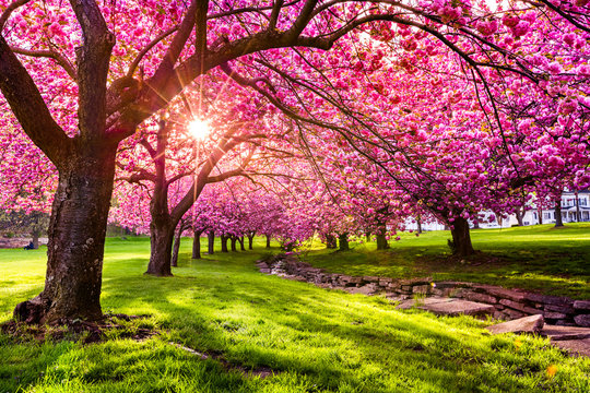 cherry tree blossom explosion in hurd park, dover, new jersey (search file # 169989794 for the green