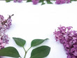 Lilac Flowers Over White Background