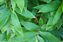 Sasa Kurilensis Bamboo Green Plant Abstract