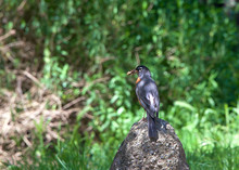American Robin Perched On A Rock With Multiple Crickets In It's Beak. The American Robin (Turdus Migratorius) Is A Migratory Songbird Of The Thrush Family.