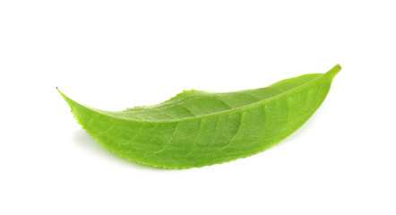 Green tea leaf isolated on white background