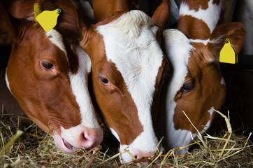 Wall Mural - Dutch cows eating in the barn.