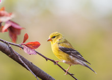 American Goldfinch (Spinus Tristis) Female Perched On Branch 