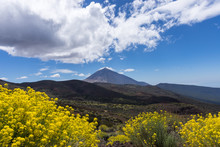 Volcan El Teide Et Genêts, Tenerife, Canaries