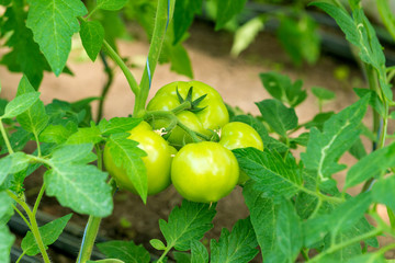 Wall Mural - Tomato seedling before planting into the soil, greenhouse plants, drip irrigation, greenhouse cultivation of tomatoes in agriculture, hard-working farmer hands