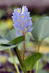 Wall Mural - Purple aquatic plant in bloom