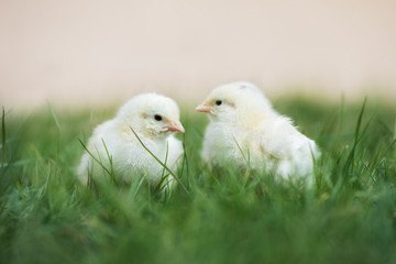 two adorable chicks in the grass