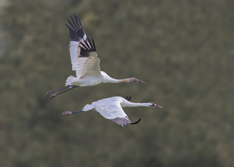 Whooper Wing Harmony - A whooping crane juvenile and its parent are in synchronized wing beat harmony while in flight.